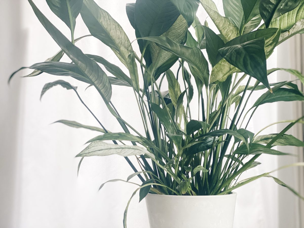 窓辺の白いカーテンの前に置かれた観葉植物